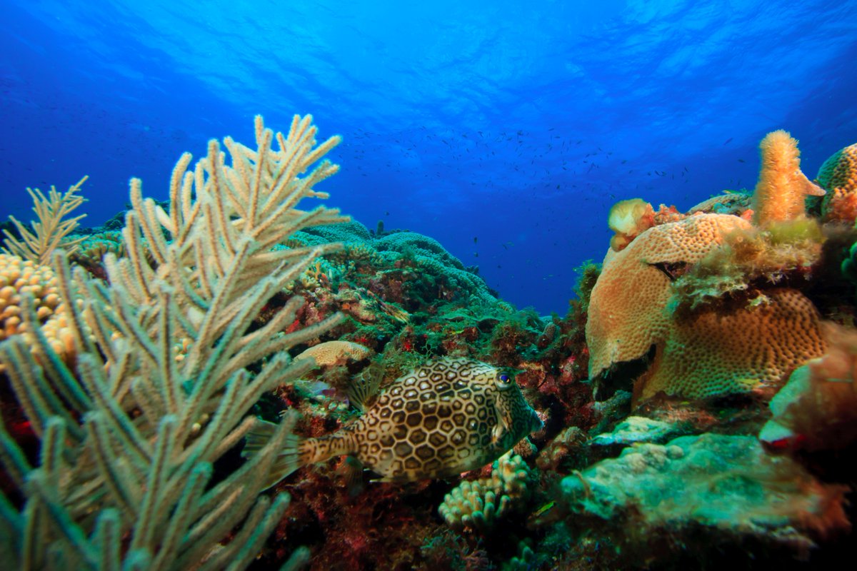 Coastal Resilience tweet media