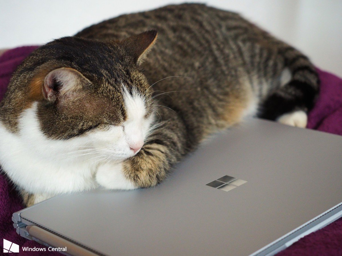 SBTCtraining's tweet image. It&apos;s Friday! Here&apos;s a bunch of cute animals with Surface PCs - bit.ly/2rI6Znd @jezcorden #surfacepc...