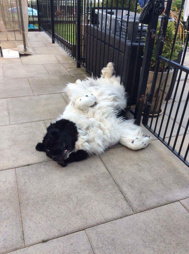 Montydogge's tweet photo. And it's goodnight from me....#montydogge #dogsoftwitter #dogtweets #upsidedowndogs #actionfigure https://t.co/EwPbKESRgx