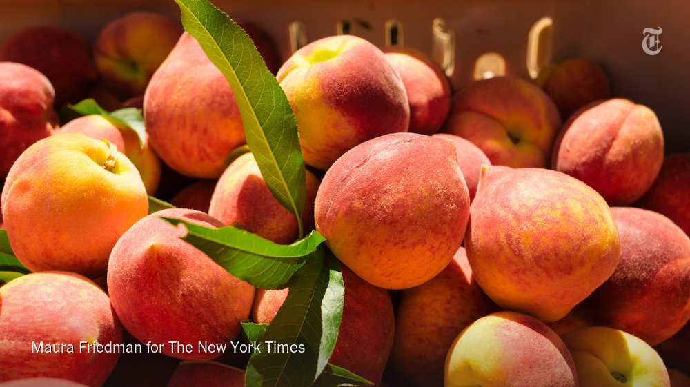 nytcooking's tweet photo. “It’s just really, really bad. Historically bad.” It doesn't look good for the South's peach crop this year https://t.co/p26OZ034Fz https://t.co/64Z07jnmaH
