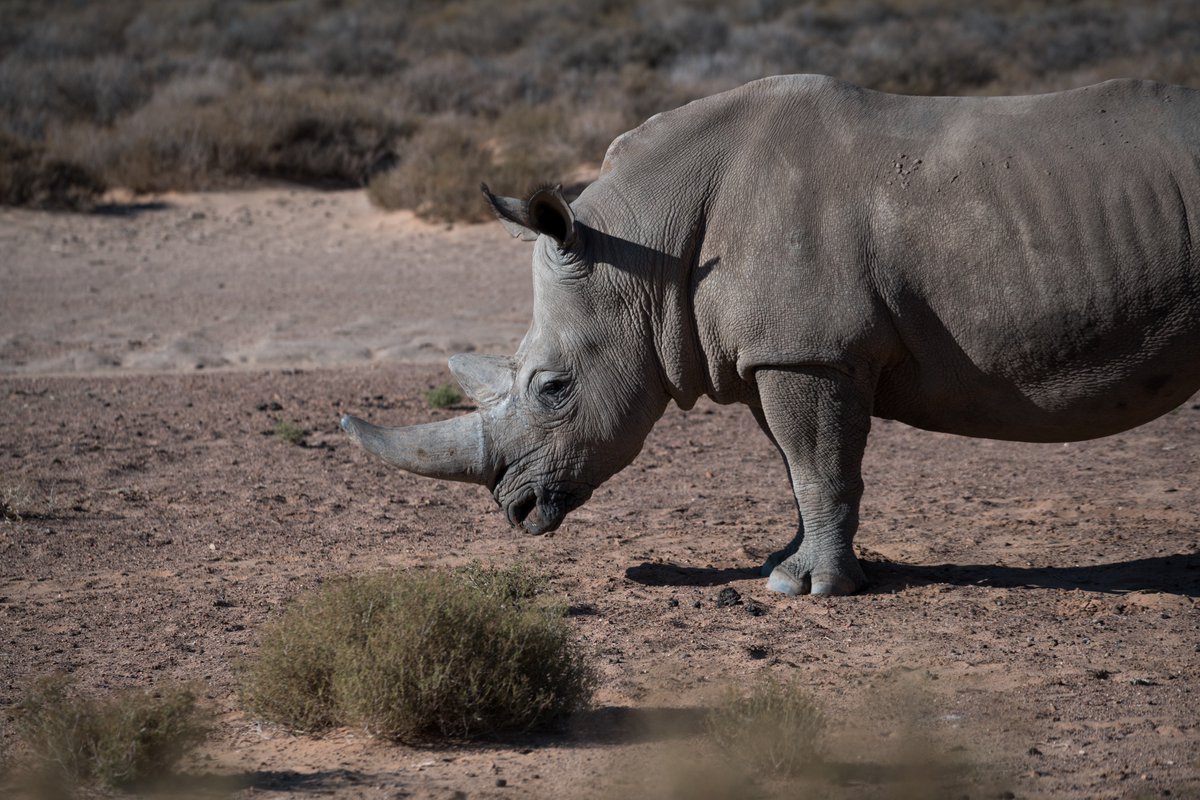 WaRTeK's tweet photo. Aquila Safari, Afrique du Sud. https://t.co/5flfS2jed4