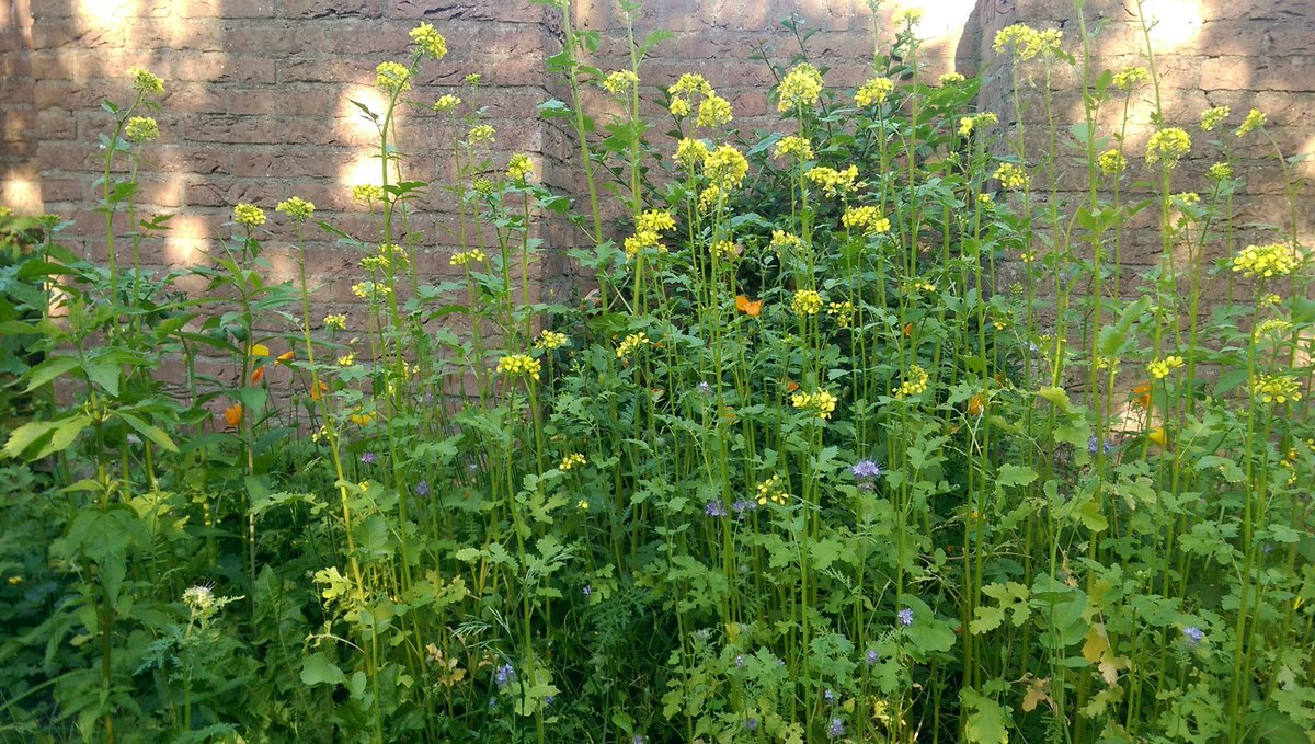 robertkeizerlbg's tweet photo. Het in mijn tuin gezaaide #bijenmengsel @SLGelderland en #BEEfoundation staat er mooi bij! Kleine idylle trekt veel bezoekers @Bijenlint https://t.co/lrMyjy8BTZ