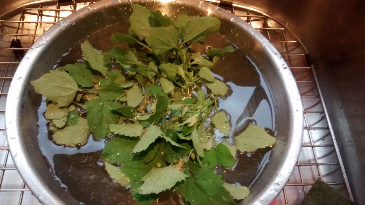KBKitchenSchool's tweet photo. Here's the vegetable from the weekend: it's in your garden too, I imagine! https://t.co/jCw0NbNjrM