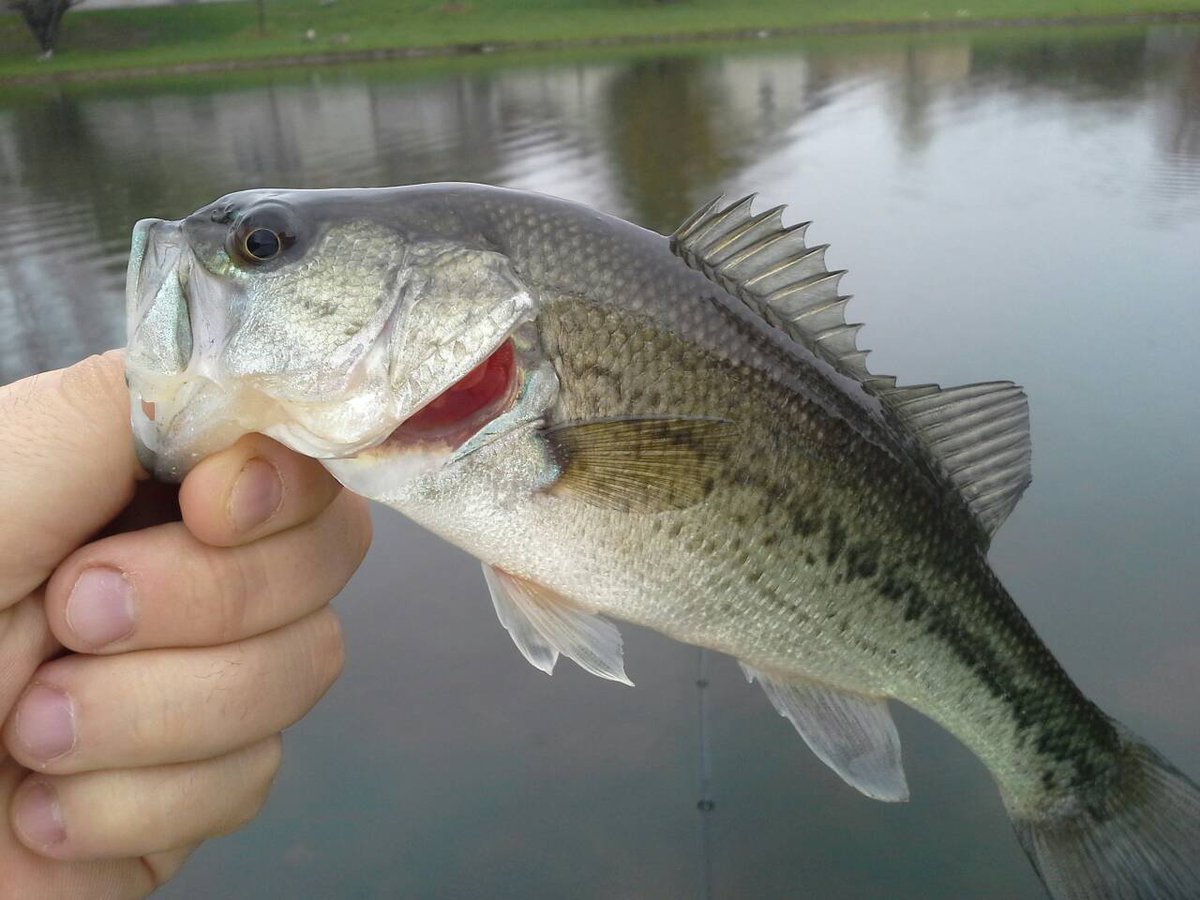 MMR_MRasmussen's tweet photo. IHSA Bass Fishing State Finals Rescheduled for June 23-24 at Carlyle Lake https://t.co/kLRd4IzbVH https://t.co/pN79RPS5g4