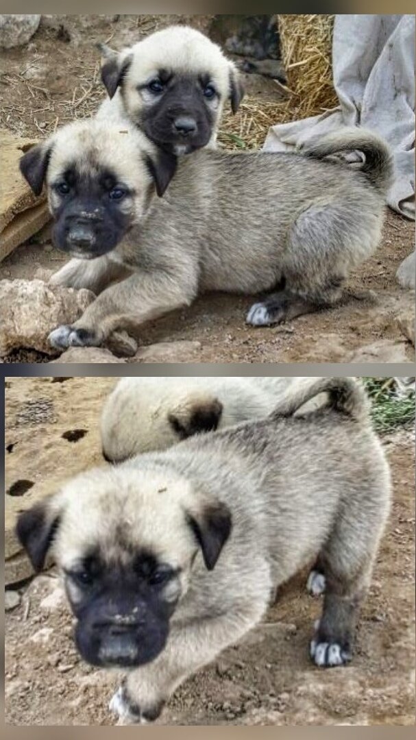 HassoLtd's tweet photo. Biraz temiz hava alıp, dolaşalım dediler. Üstüne poz verdiler 🐶🐕
#HassoCiftligi #yilmazlar #abdiller #Kaldirimkoyu #Kangal #CobanKopegi https://t.co/GGJjAbr5g0