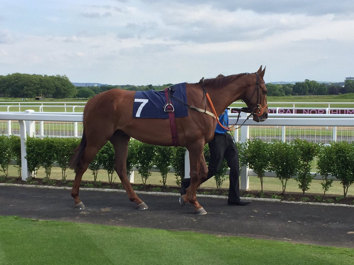 Almutamarred is a dual course winner. He makes his first start for David Brown in the Transflex Vehicle Hire Hcap Stakes (<a href="/Transflexrental/">Transflex Rental Ltd</a>)