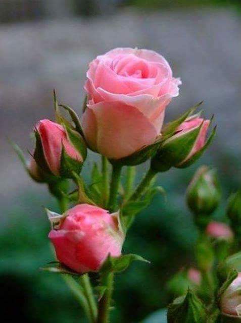polamess's tweet photo. @KN_IndrePal @malinka2008 @MarinaTureta @CuddyStacey @trcas @JellettCao  https://t.co/hWYgZRjCXS