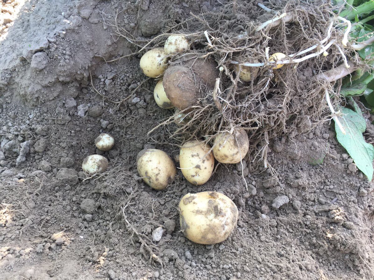 PeterVogelaar1's tweet photo. #Frieslander blij met beregenen. https://t.co/Gm2gnFrmjM