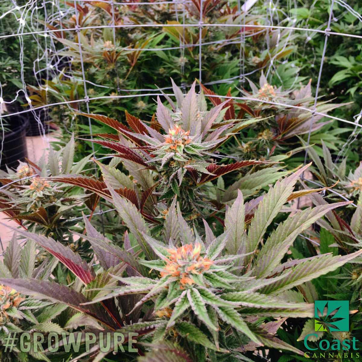 CoastCannaFarms's tweet photo. Grow baby grow! 🤗🌿 It's okay to talk to them, they like it 😉#growpure
#coastcannabis #coastcannabisfarms #delivery #duby #cannabis #farm https://t.co/7O7iJ87Yhq