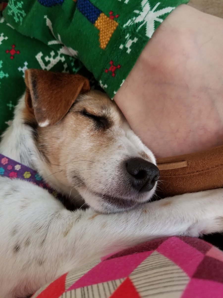 whoami_bs's tweet photo. Making any situation comfortable. #lifelessonsfromadog https://t.co/8vDq9dlAXz