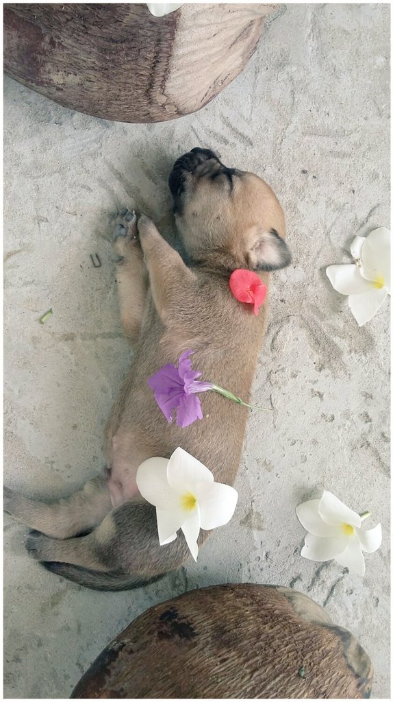puppy❤❤