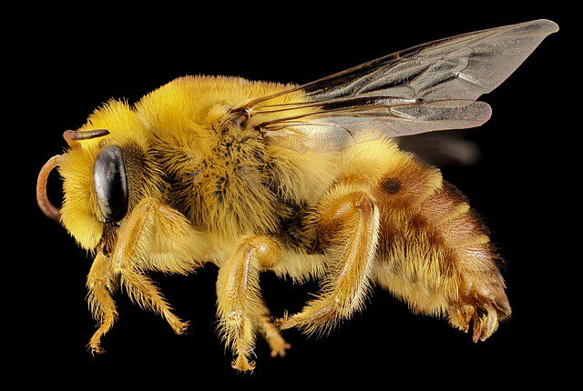 thebeekeeperman's tweet photo. We just adore raising bees and really appreciate the work, work, work all day do for our benefit... #howtostarta... https://t.co/ZIG8sUTBO8