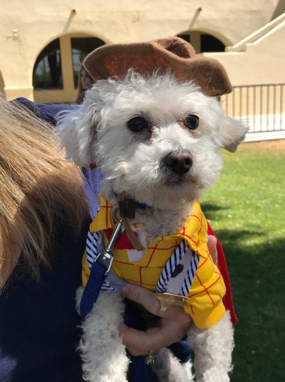 XCPGators1's tweet photo. 15th Annual DOG DAZE! Thx SUE ROTH for 15 years of this great summer event! #GatorDogs #Disney https://t.co/ESKei5wGdi