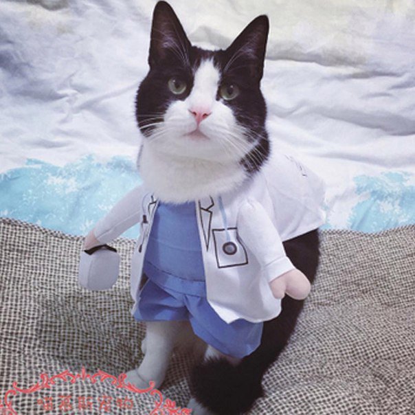 Тебе уже поможет лишь котоларинголог