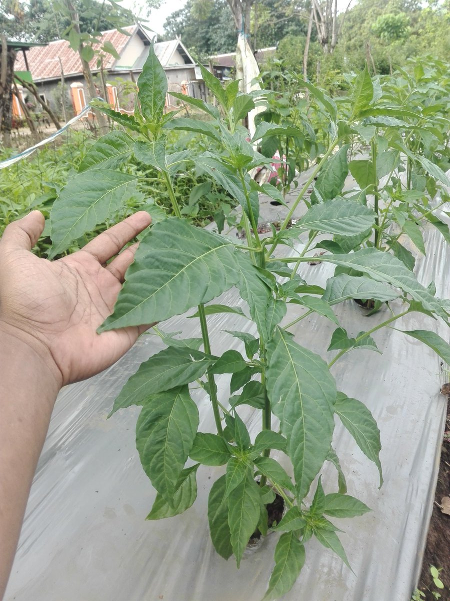 Alhamdulillah, cabe sdh tumbuh... <a href="/kementan/">Kementerian Pertanian RI</a> <a href="/Amran_Sulaiman1/">Andi Amran Sulaiman</a>