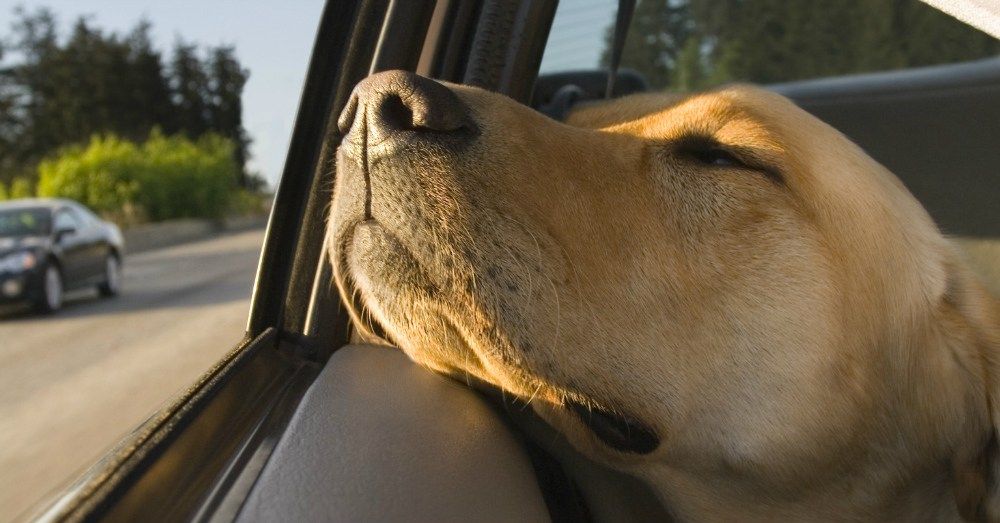 AutoReporters's tweet image. Dog Hair Everywhere bit.ly/2rrYGey