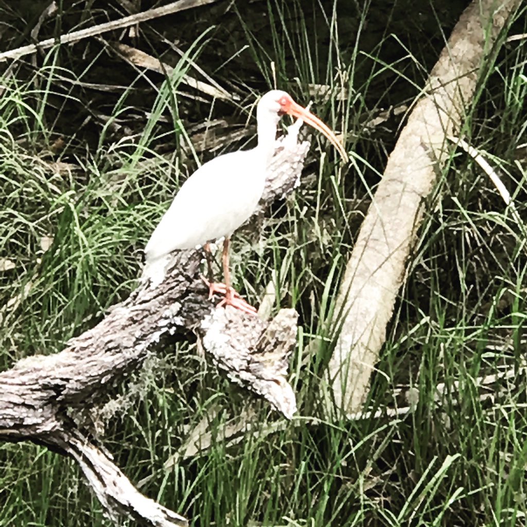 Wildlife sure does enjoy the peace and quit we get when the students leave, I miss them though 😭😭 #aeslife