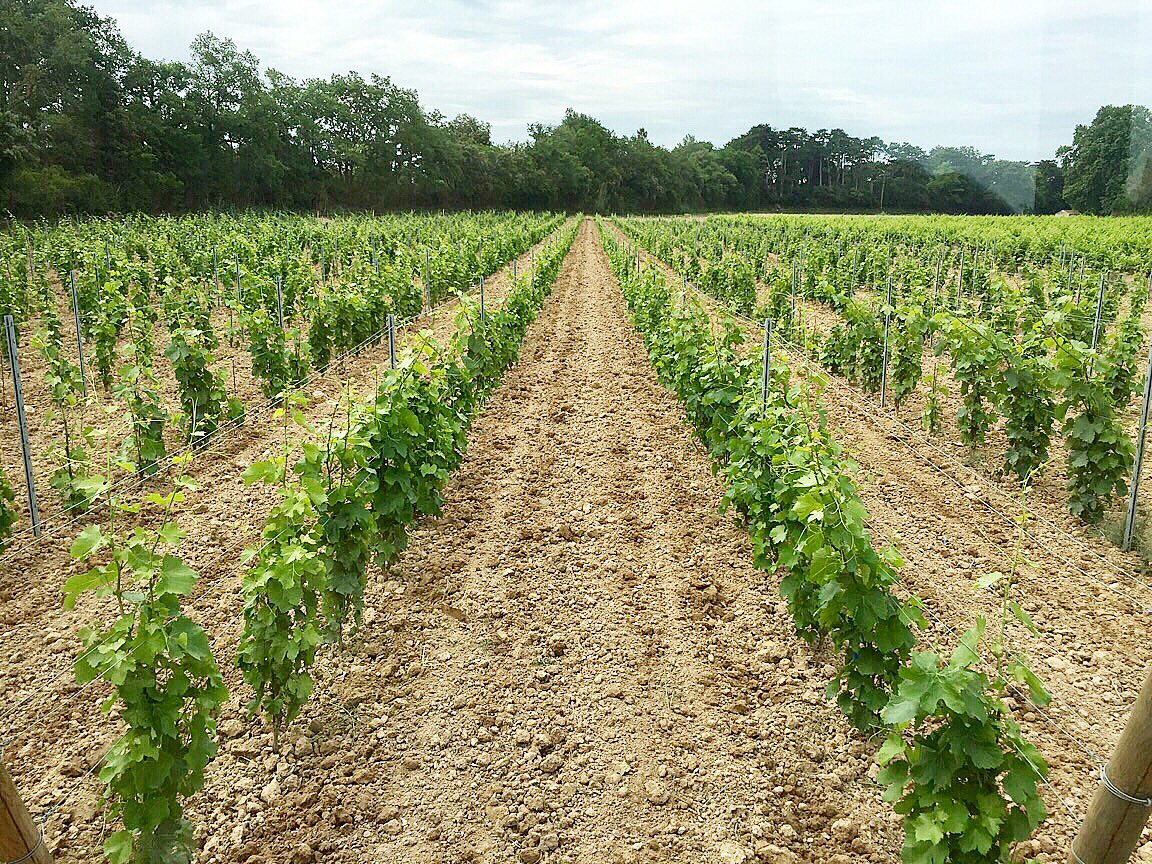 Lafourmone's tweet photo. Plantier de Caladoc pour le Burlet rouge 👌 #lafourmone #fourmone #vaucluse #vin #wine #wein #vino #winelovers #redwine https://t.co/LT8RvxRhr6