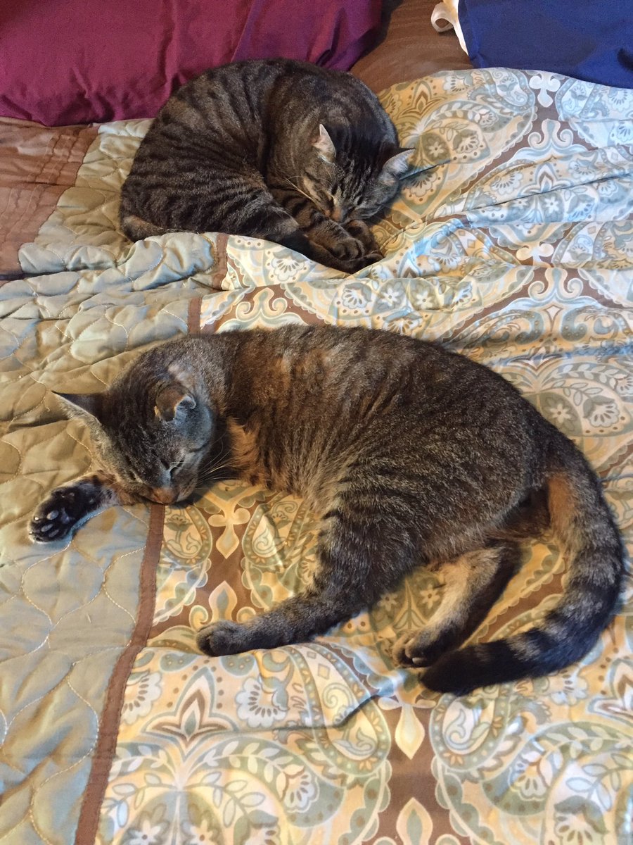 DenverTheCat67's tweet photo. Sleepy time #nightnight https://t.co/KfG3UoRsR3