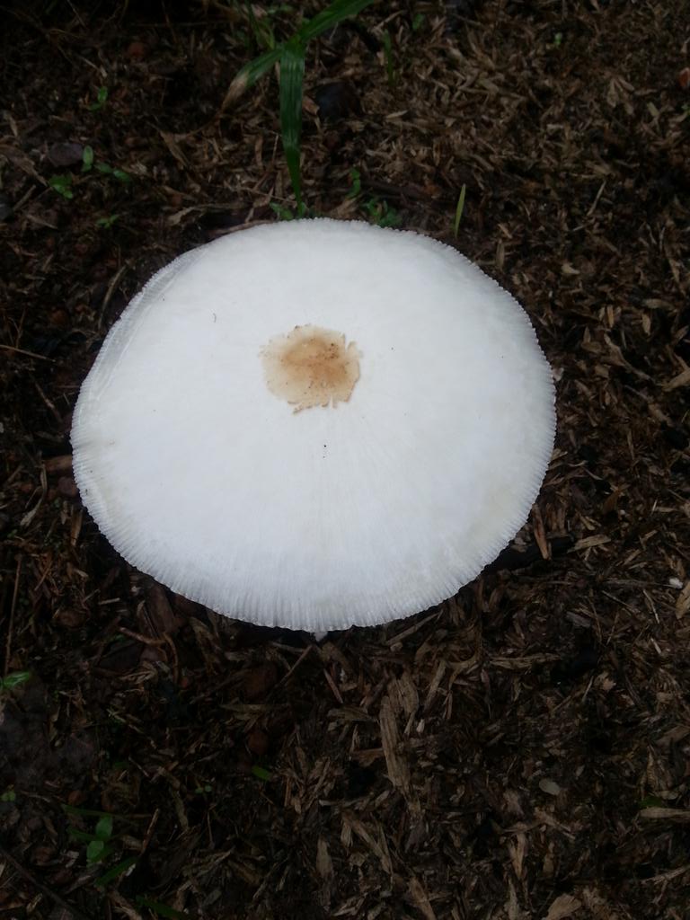 PVSebastian's tweet photo. Monsoon mushroom in Kerala. Nature is incredible.  #incredibleindia #NatureFirst https://t.co/fnBXqJQBuX