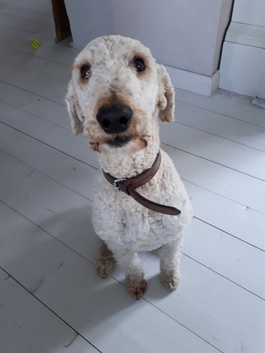 HansenMagnus's tweet photo. @dog_rates Hi! What do you think of my dog Jedi? At least 7/10 right? https://t.co/hKr9C1EsZP