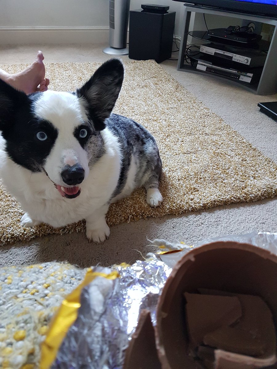 CorgiBlueEyes's tweet image. I want that chocolate #corgi #corgiproblems