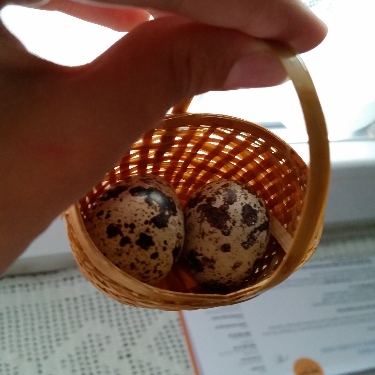 MiniBackmonster's tweet image. Der Moment wenn du mit ein Mini Körbchen zum Wachtelstall gehst und Eier sammelst 🐣 #fürdasfeeling