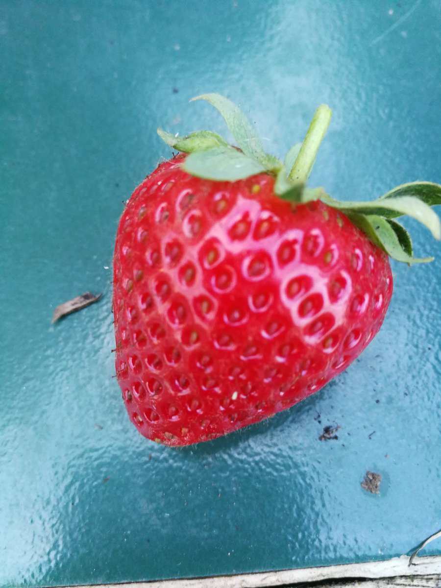 ticketyboo67's tweet photo. #allotment first strawberry picked today!!!! #plot11 #plot31 https://t.co/eEXhOLEq8o