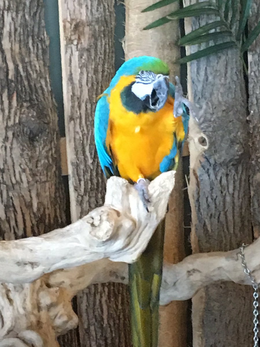ebfavclass's tweet photo. Amazing time at the Bird Kingdom. @pineriveres https://t.co/dXArkEQgiK