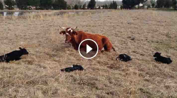 UnexpectedEnt's tweet image. This Awesome Cow Gives Birth To Rare Quadruplet Calves unexpectedentertainment.net/rare-quadruple…