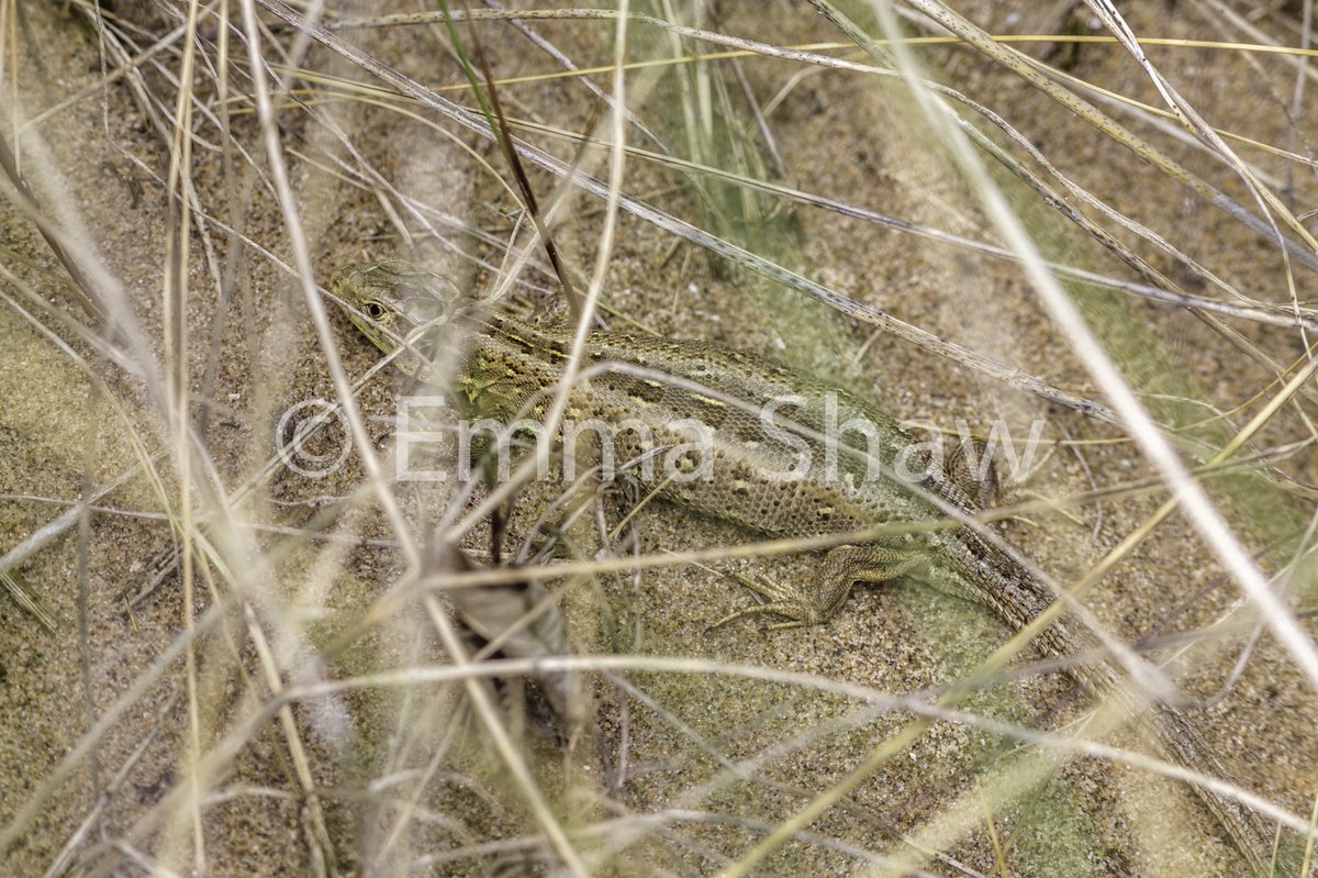 ESh_Photography's tweet photo. Don't miss the North Wales Sand Lizards tonight BBC2 8pm!!@ExCALLimited1 @BBCSpringwatch @ARC_Bytes https://t.co/8ojdPPpbiR