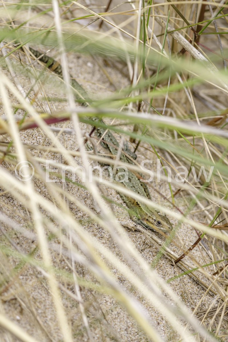ESh_Photography's tweet photo. Don't miss the North Wales Sand Lizards tonight BBC2 8pm!!@ExCALLimited1 @BBCSpringwatch @ARC_Bytes https://t.co/8ojdPPpbiR