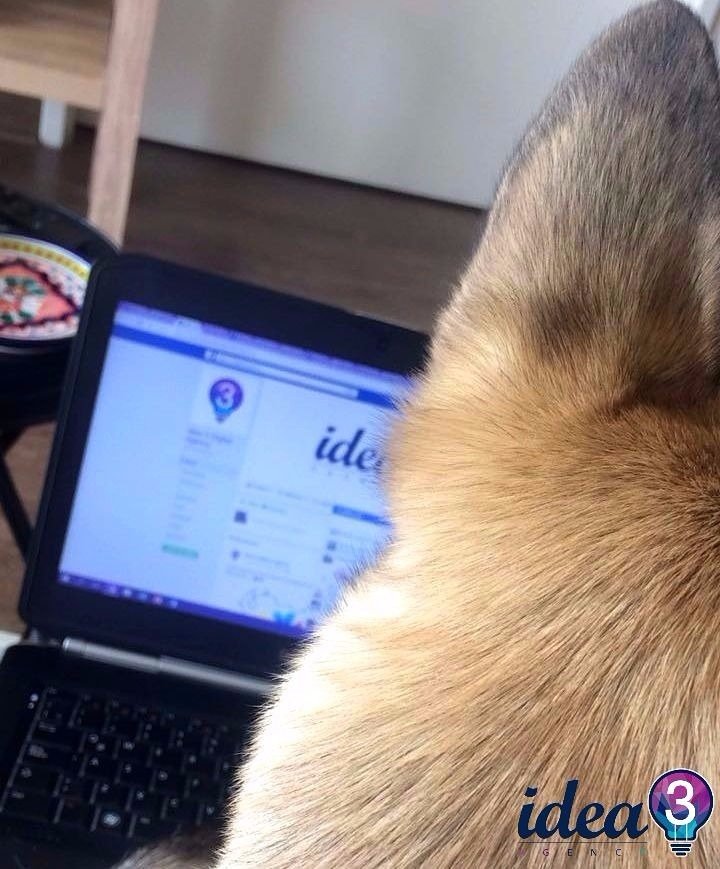 idea3agency's tweet photo. Así se trabaja mejor ¡Amigos peludos! ❤ #idea3agency #communitymanager #amigosperrunos #peludoamor #trabajoenequipo #españa #caracas https://t.co/6LggDjJDoG