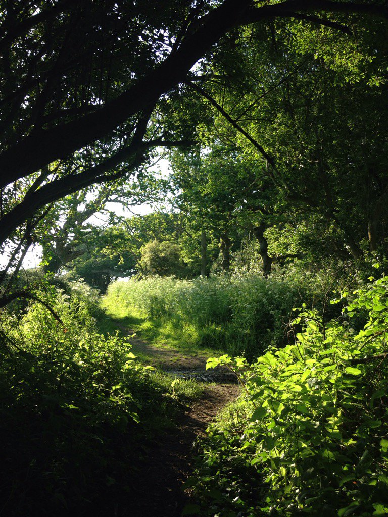 Sophie_Neville's tweet photo. Walking in the New Forest today #NewForestFun #June #JUNE1 #Weather #countryfile #countrylife #outdoors #inspiration https://t.co/gPGLRmLPHH