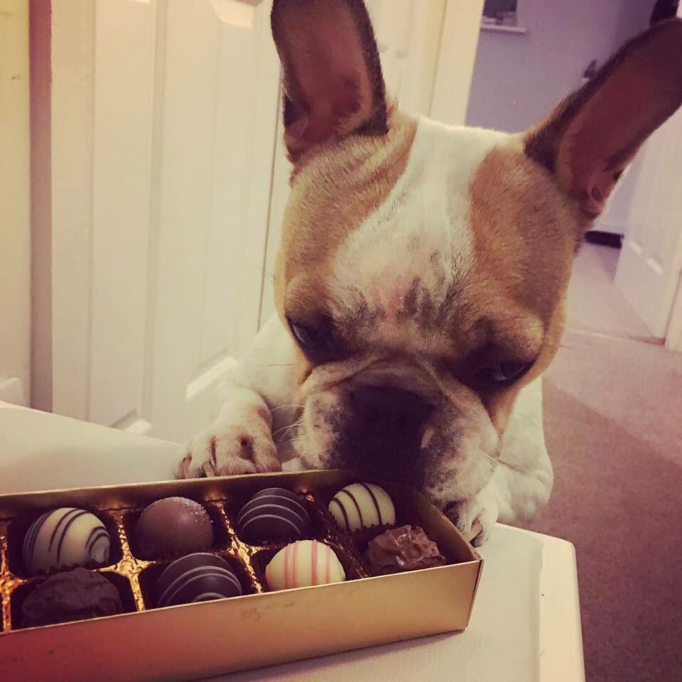 sarundschocs's tweet photo. πΆ Check out this little #cutie, eyeing up our delicious #VanRoy #chocolate selection! #Foodies #Puppy #Yum
https://t.co/kNvHIgqKVw https://t.co/vL9gZbUQPC