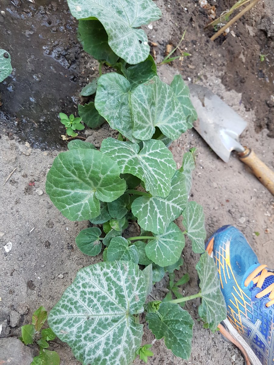 jorisvangurp's tweet photo. Leuk een tuin! Vooral als je weet wat er (nog meer) groeit. Wat is dit? Onkruid of toch onverwachts iets leuks? #dtv @Intratuin https://t.co/V1gYOLX6ei