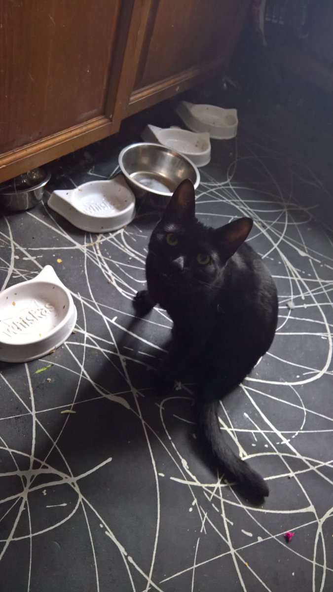 frankie and bennie (@valerietom) on Twitter photo 