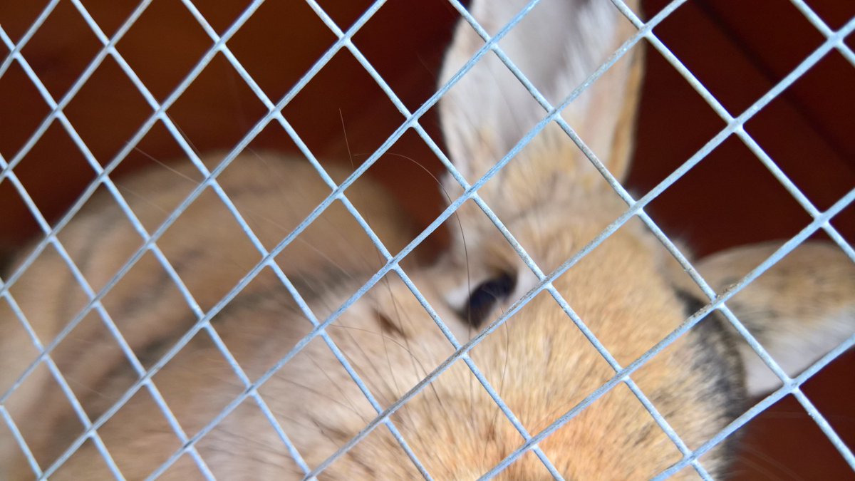 frankie and bennie (@valerietom) on Twitter photo 