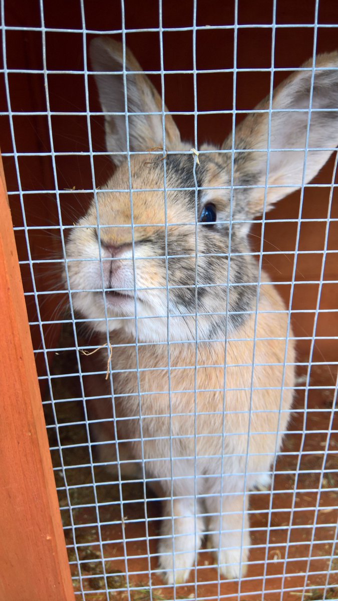 frankie and bennie (@valerietom) on Twitter photo 