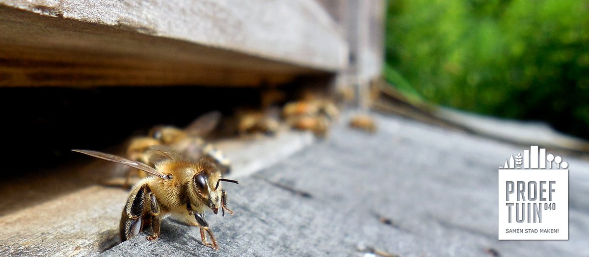 Proeftuin040's tweet image. Leesvoer voor een zonnig pinksterweekend: de @Proeftuin040 nieuwsbrief!  goo.gl/MDXK6N