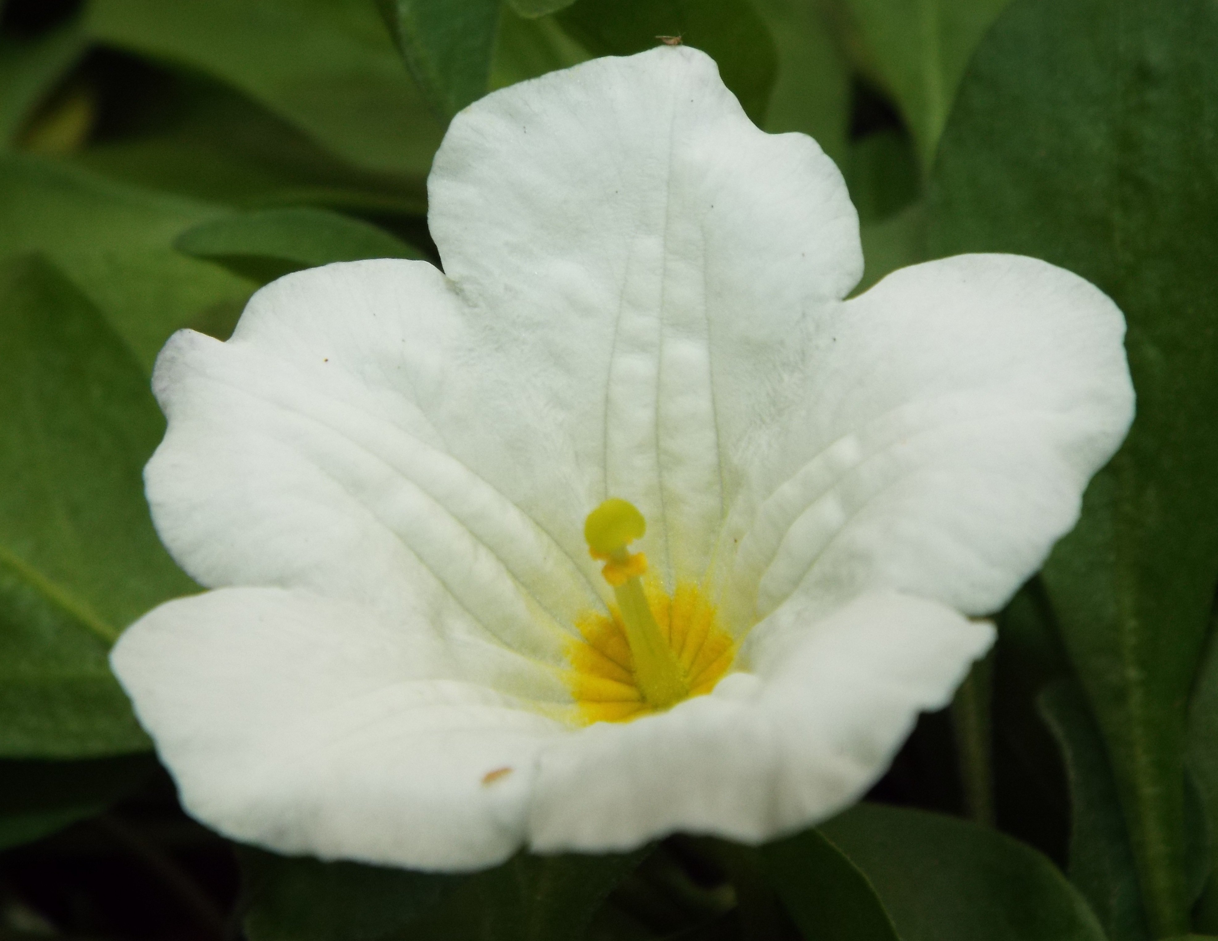 توییتر いりちゃん 花と月に魅せられて در توییتر おはようございます きょう6月2日の誕生花はニーレンベルギア 花言葉 心が和む 許されざる恋 楽しい追憶 清楚 平和 やタイム 花言葉 勇気 活気 活発 活動的 行動力 だそうです きょう生まれの