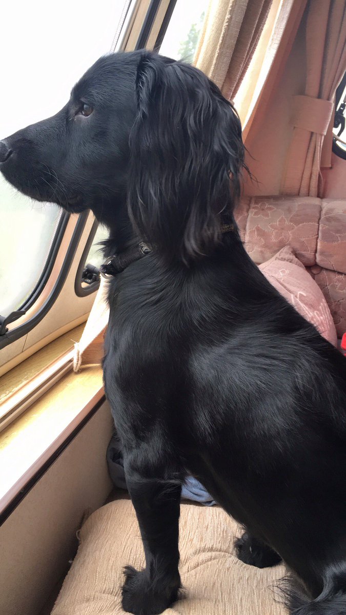 Spanielsrescue's tweet photo. To all our dogs on holiday, enjoy and have fun ❤️#funinthesun https://t.co/mZI7j07hJ4