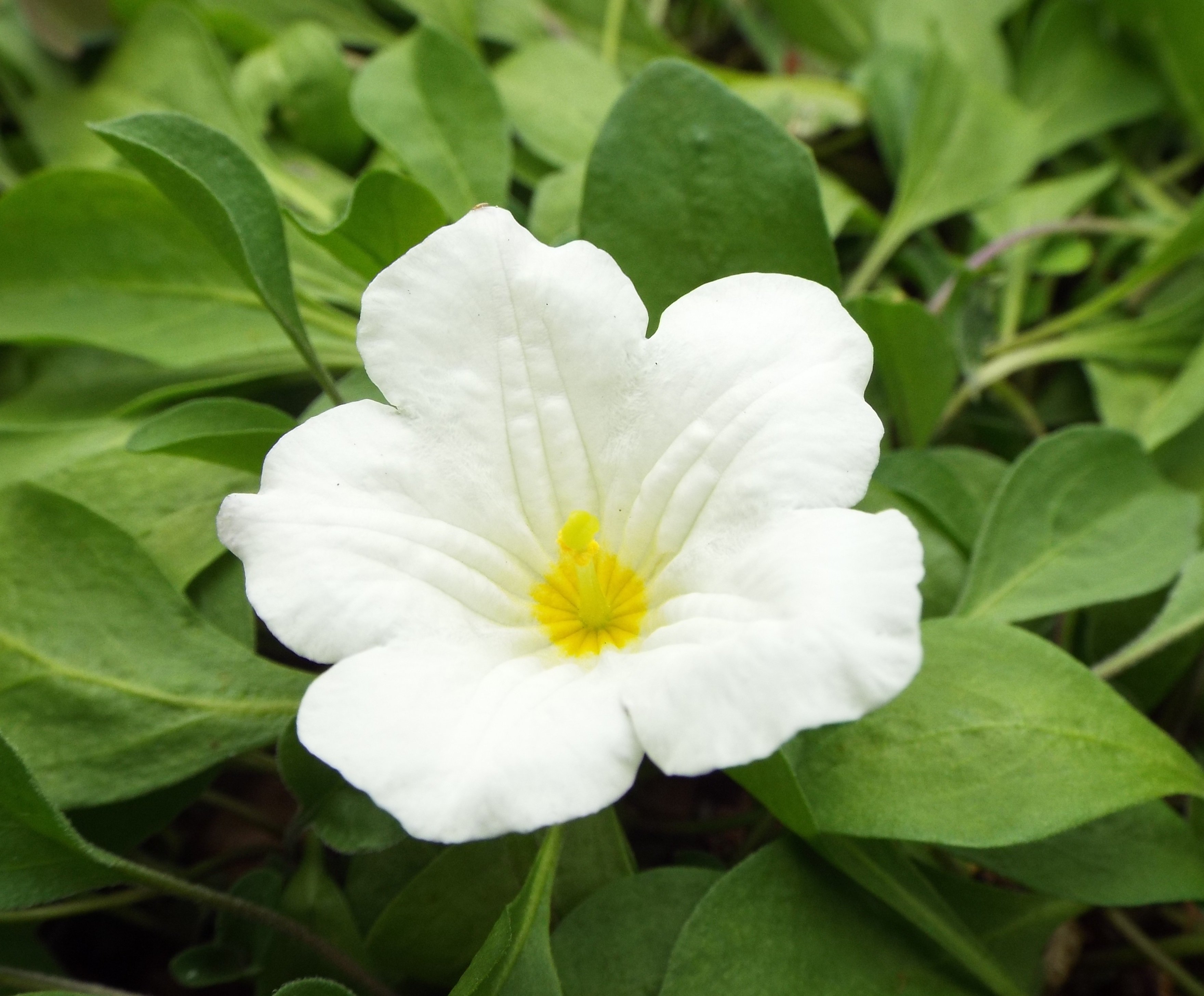 توییتر いりちゃん 花と月に魅せられて در توییتر おはようございます きょう6月2日の誕生花はニーレンベルギア 花言葉 心が和む 許されざる恋 楽しい追憶 清楚 平和 やタイム 花言葉 勇気 活気 活発 活動的 行動力 だそうです きょう生まれの