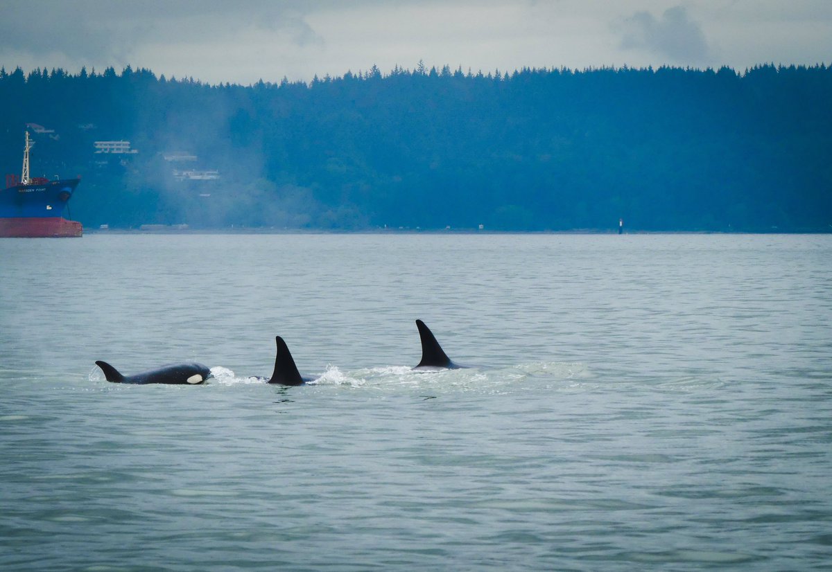 VPDMarineUnit's tweet photo. Seen today between the Inner Harbour and Point Grey - 7 or 8 orcas!  #transientwhales @vanaqua @VancouverPD @PortVancouver https://t.co/GcK3EVMboK