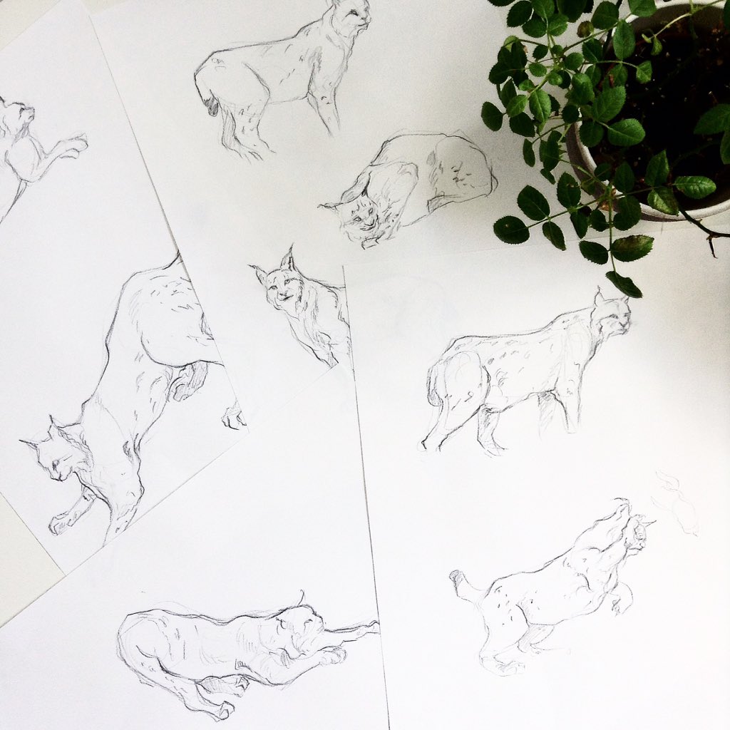 izlesou's tweet photo. Genet and lynx studies #sketch https://t.co/XGGTjim9i5