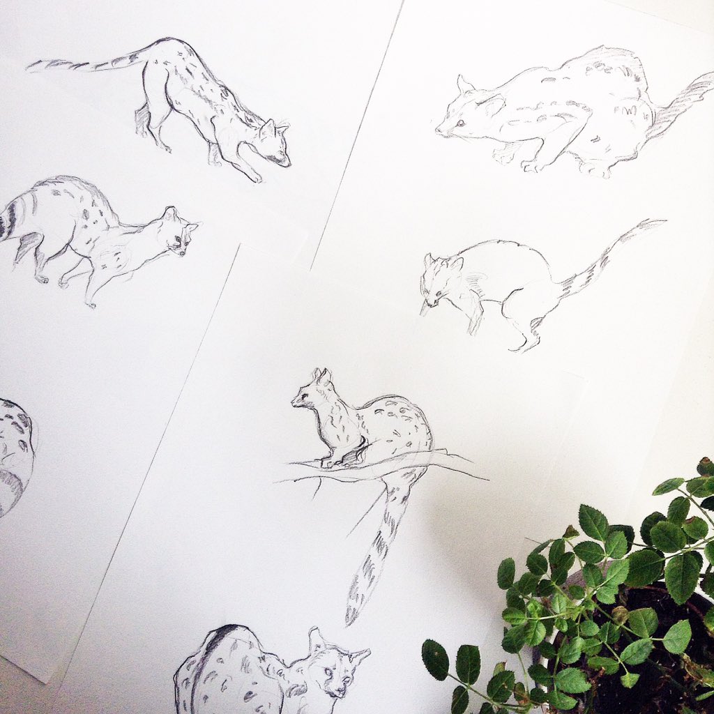 izlesou's tweet photo. Genet and lynx studies #sketch https://t.co/XGGTjim9i5