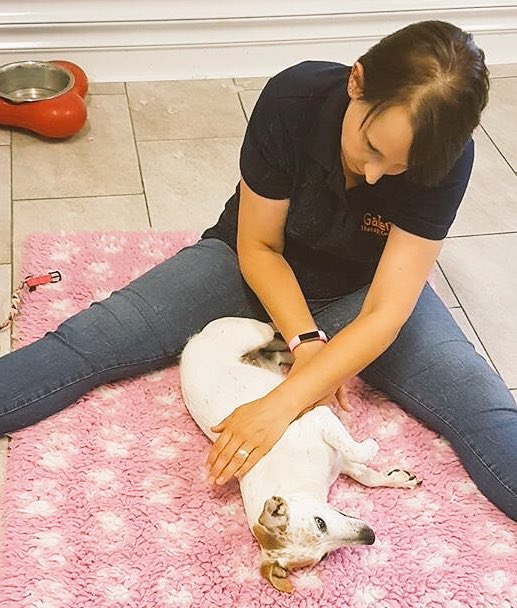 hampshirecanine's tweet photo. Jess having her regular treatment ❤️ #Hampshire #galendogs #myotherapy #caninetherapy https://t.co/lmssnjpJIj https://t.co/SSvtDqaoSA