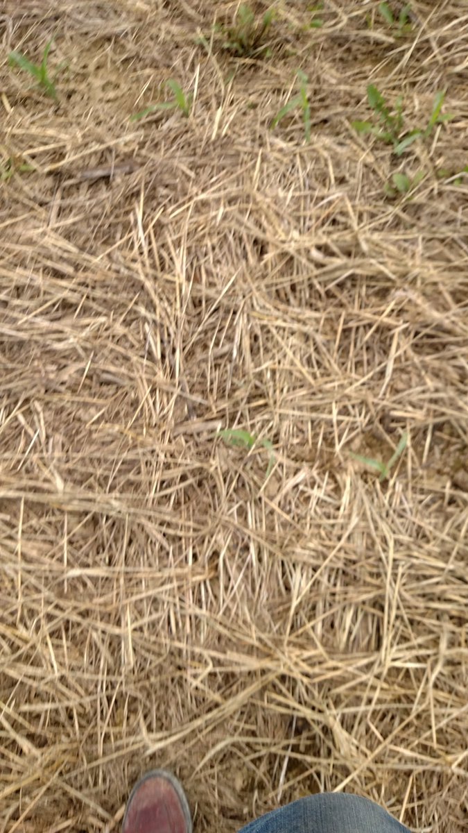 panotiller's tweet photo. 1st oats winterkill 2nd failed winter canola 3rd MS cover big 4 pic is where pic 3 was planted #slugbait choose weapon wisley https://t.co/GcU1xS2SpJ