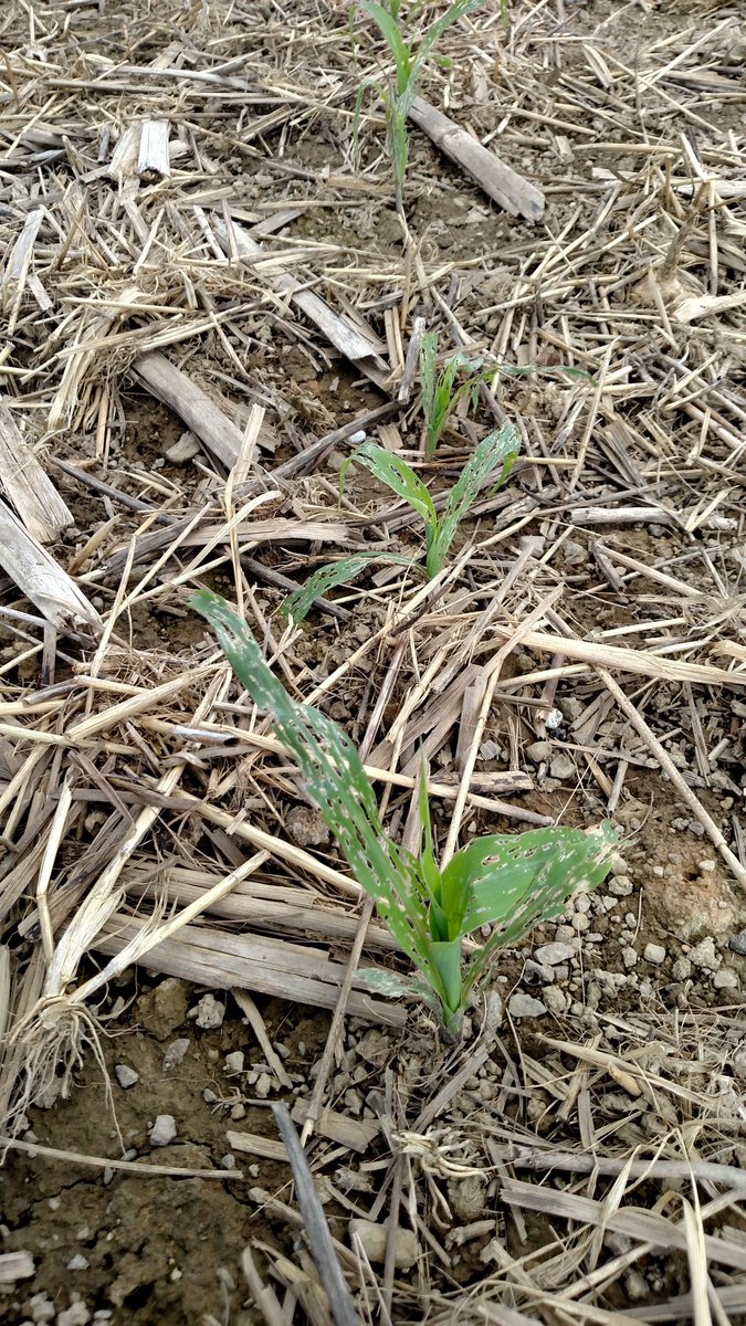 panotiller's tweet photo. 1st oats winterkill 2nd failed winter canola 3rd MS cover big 4 pic is where pic 3 was planted #slugbait choose weapon wisley https://t.co/GcU1xS2SpJ