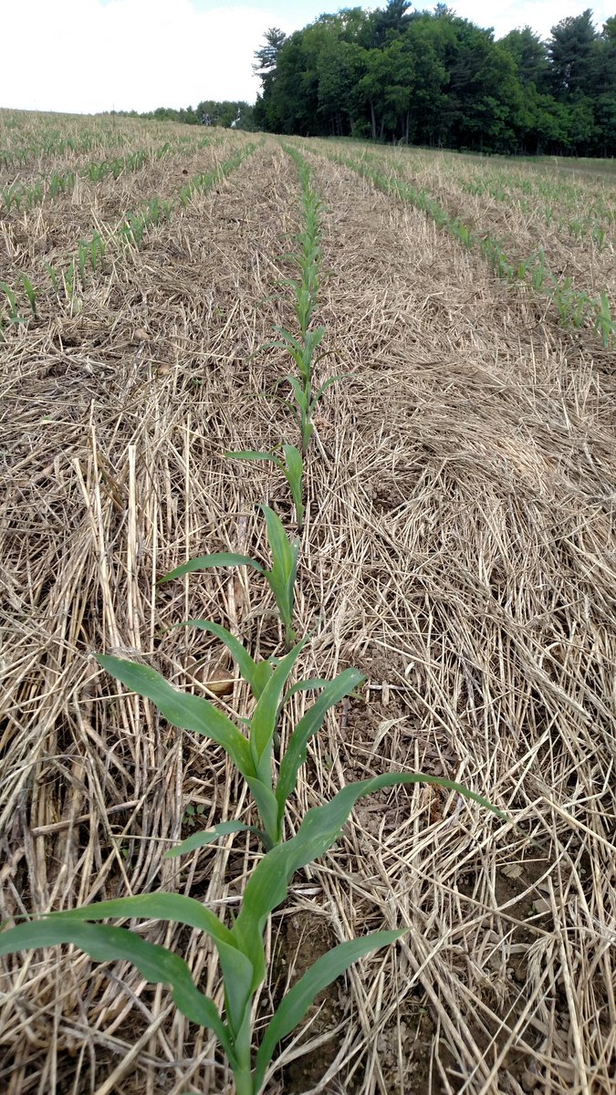 panotiller's tweet photo. 1st oats winterkill 2nd failed winter canola 3rd MS cover big 4 pic is where pic 3 was planted #slugbait choose weapon wisley https://t.co/GcU1xS2SpJ
